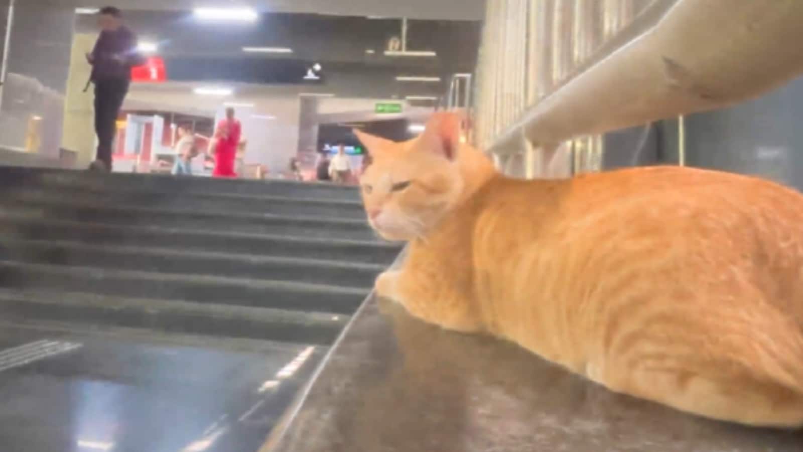 “That’s our Chief Feline Officer,” MMMOCL wrote in their reply to the commuter. “Responsibilities include station inspections, commuter observation and sitting exactly where everyone can admire them.” At the end, they jokingly said, “So far, performance has been purrfect.” (Image: X/@MMMOCL_Official) “That’s our Chief Feline Officer,” MMMOCL wrote in their reply to the commuter. “Responsibilities include station inspections, commuter observation and sitting exactly where everyone can admire them.” At the end, they jokingly said, “So far, performance has been purrfect.” (Image: X/@MMMOCL_Official)