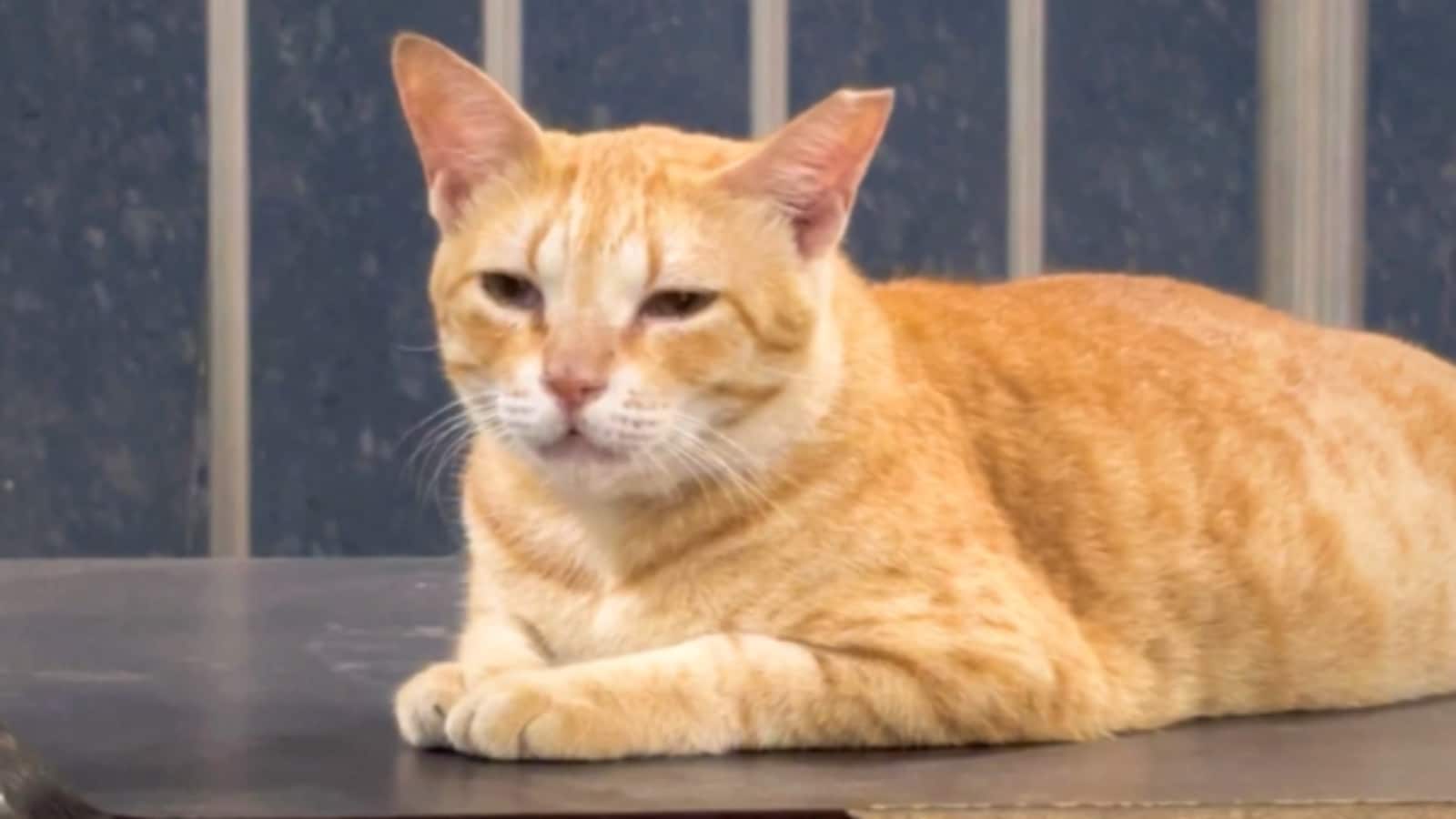 Responding to the commuter, MMMOCL made the ginger cat’s position at the station official, at least on social media. It was appointed as the organisation’s Chief Feline Office, or CFO, instantly becoming perhaps Mumbai Metro’s most adorable and talked-about officer. (Image: X/@MMMOCL_Official) Responding to the commuter, MMMOCL made the ginger cat’s position at the station official, at least on social media. It was appointed as the organisation’s Chief Feline Office, or CFO, instantly becoming perhaps Mumbai Metro’s most adorable and talked-about officer. (Image: X/@MMMOCL_Official)