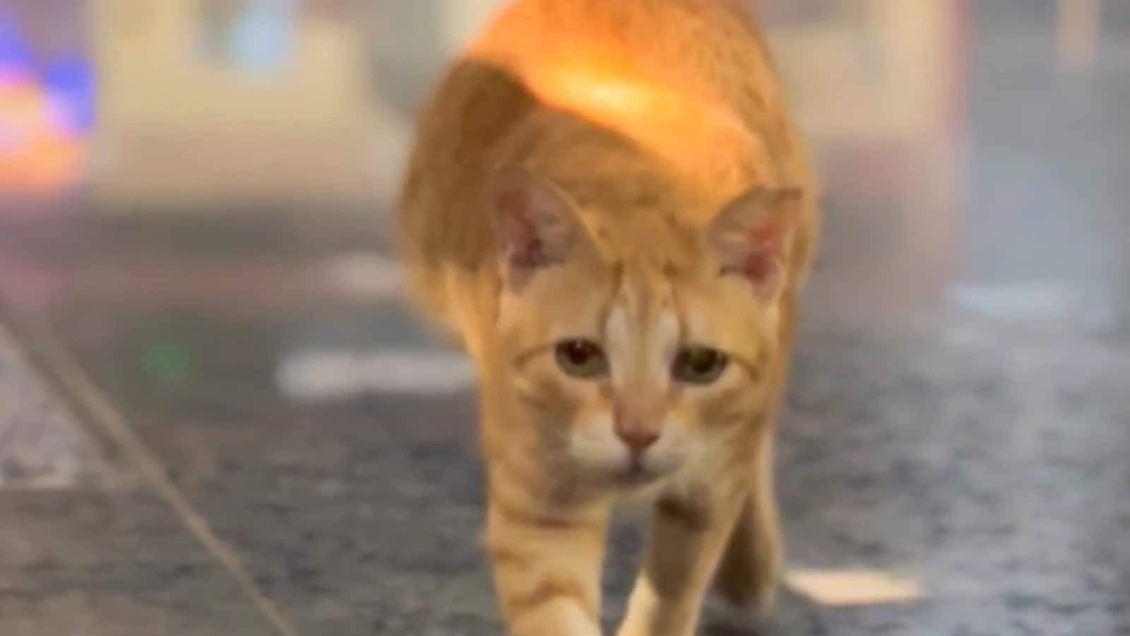 In the video, the Mumbai Metro authority joked that like every hardworking employee, the Chief Feline Officer also takes regular breaks between shifts. They also revealed that the perks of the prestigious position include unlimited petting from commuters, along with plenty of cuddles, treats and love from people. (Image: X/@MMMOCL_Official) In the video, the Mumbai Metro authority joked that like every hardworking employee, the Chief Feline Officer also takes regular breaks between shifts. They also revealed that the perks of the prestigious position include unlimited petting from commuters, along with plenty of cuddles, treats and love from people. (Image: X/@MMMOCL_Official)