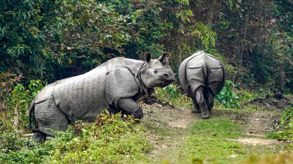 When Kaziranga Waits For The Flood: The Boon And Bane Of The Brahmaputra
