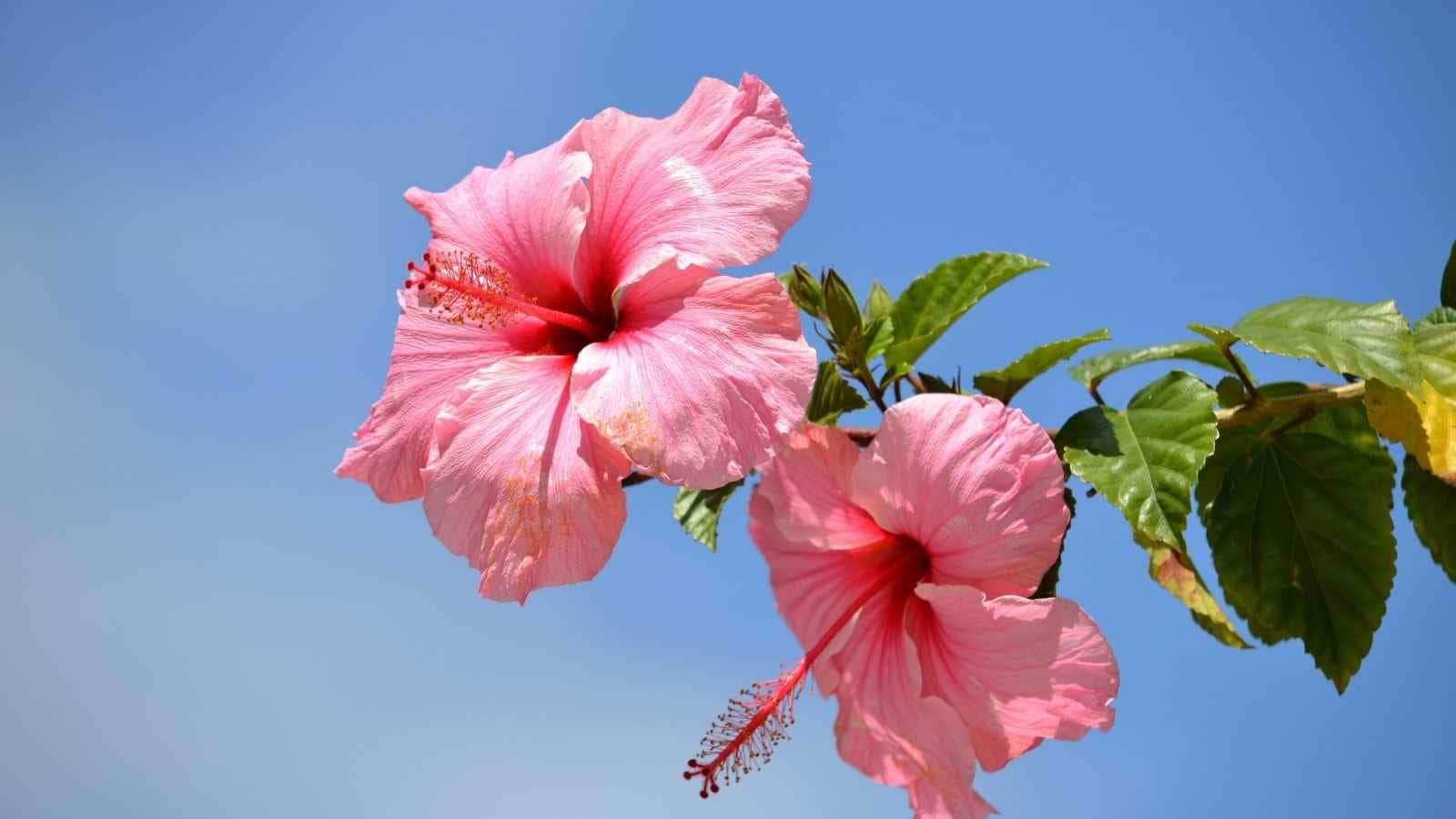 Place the Plant in Direct Sunlight: Hibiscus plants need 6–8 hours of direct sunlight every day for healthy flowering. A sunny location helps the plant produce more buds, while too much shade often results in lush leaves but very few flowers. Place the Plant in Direct Sunlight: Hibiscus plants need 6–8 hours of direct sunlight every day for healthy flowering. A sunny location helps the plant produce more buds, while too much shade often results in lush leaves but very few flowers.