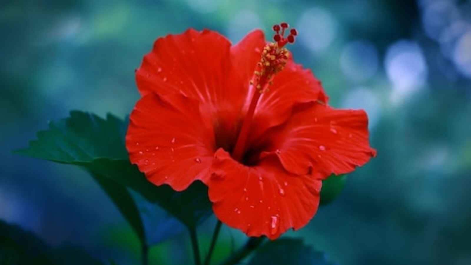 Prune the Plant at the Right Time: Remove dry, damaged, or old branches through light pruning. Hibiscus flowers grow on fresh shoots, so regular pruning encourages new growth and increases the chances of producing more flowers during the blooming season. Prune the Plant at the Right Time: Remove dry, damaged, or old branches through light pruning. Hibiscus flowers grow on fresh shoots, so regular pruning encourages new growth and increases the chances of producing more flowers during the blooming season.