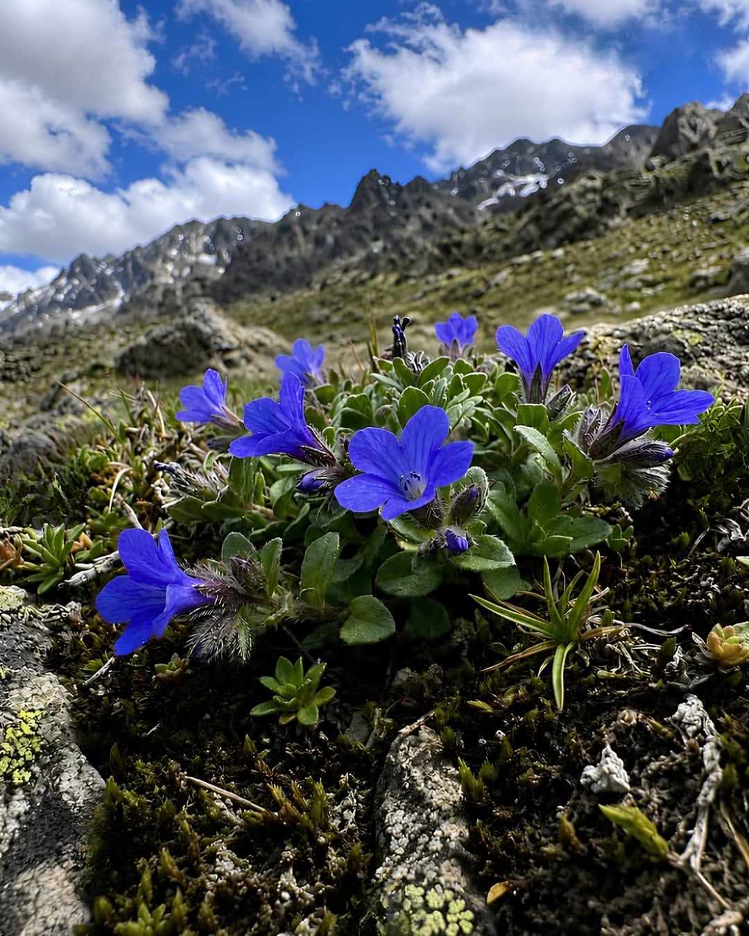 Cyananthus hookeri belongs to the Campanulaceae, or bellflower family, and is known for its delicate, bell-shaped purple-blue blooms. The species was first collected in India by renowned British botanist Sir Joseph Dalton Hooker during his expedition to Sikkim in 1867. Following, it disappeared from India’s scientific records. Although the species continued to be reported from Bhutan, Nepal, Tibet and China, there was no confirmed evidence that it still survived within India’s borders. (Image: Instagram) Cyananthus hookeri belongs to the Campanulaceae, or bellflower family, and is known for its delicate, bell-shaped purple-blue blooms. The species was first collected in India by renowned British botanist Sir Joseph Dalton Hooker during his expedition to Sikkim in 1867. Following, it disappeared from India’s scientific records. Although the species continued to be reported from Bhutan, Nepal, Tibet and China, there was no confirmed evidence that it still survived within India’s borders. (Image: Instagram)