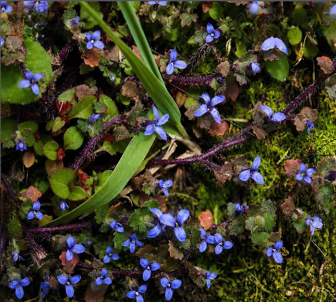 According to The Better India report, recently during a field survey by BSI reserachers, the team found the species growing on alpine grassy and rocky slopes at an elevation of around 3,600 metres above sea level, near Mago village in Tawang district. The discovery not only confirms the plant’s return to India’s botanical records but also extends its known distribution to Arunachal Pradesh for the first time. (Image: Instagram) According to The Better India report, recently during a field survey by BSI reserachers, the team found the species growing on alpine grassy and rocky slopes at an elevation of around 3,600 metres above sea level, near Mago village in Tawang district. The discovery not only confirms the plant’s return to India’s botanical records but also extends its known distribution to Arunachal Pradesh for the first time. (Image: Instagram)