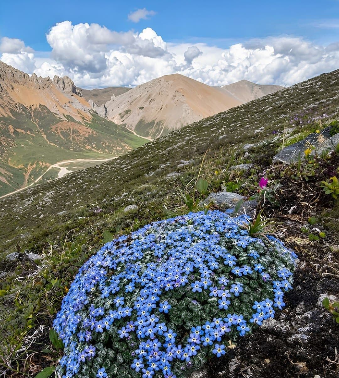 After 158 years, this tiny purple flower is a reminder that India’s mountains continue to hold remarkable natural treasures – and that there is still much left to discover and protect. (Image: Instagram) After 158 years, this tiny purple flower is a reminder that India’s mountains continue to hold remarkable natural treasures – and that there is still much left to discover and protect. (Image: Instagram)