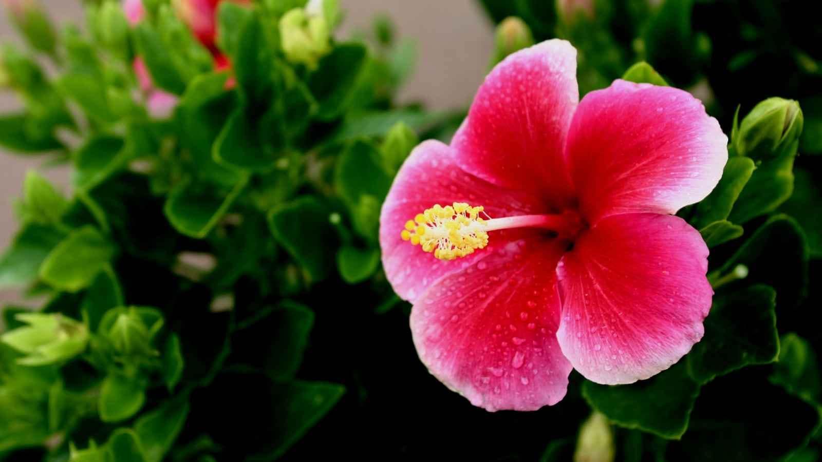 Remove Dry Flowers and Watch for Pests: Pluck faded flowers regularly so the plant can focus on producing new buds. Also inspect the leaves for pests like aphids and mealybugs, and treat them with natural solutions such as neem oil if required. Remove Dry Flowers and Watch for Pests: Pluck faded flowers regularly so the plant can focus on producing new buds. Also inspect the leaves for pests like aphids and mealybugs, and treat them with natural solutions such as neem oil if required.