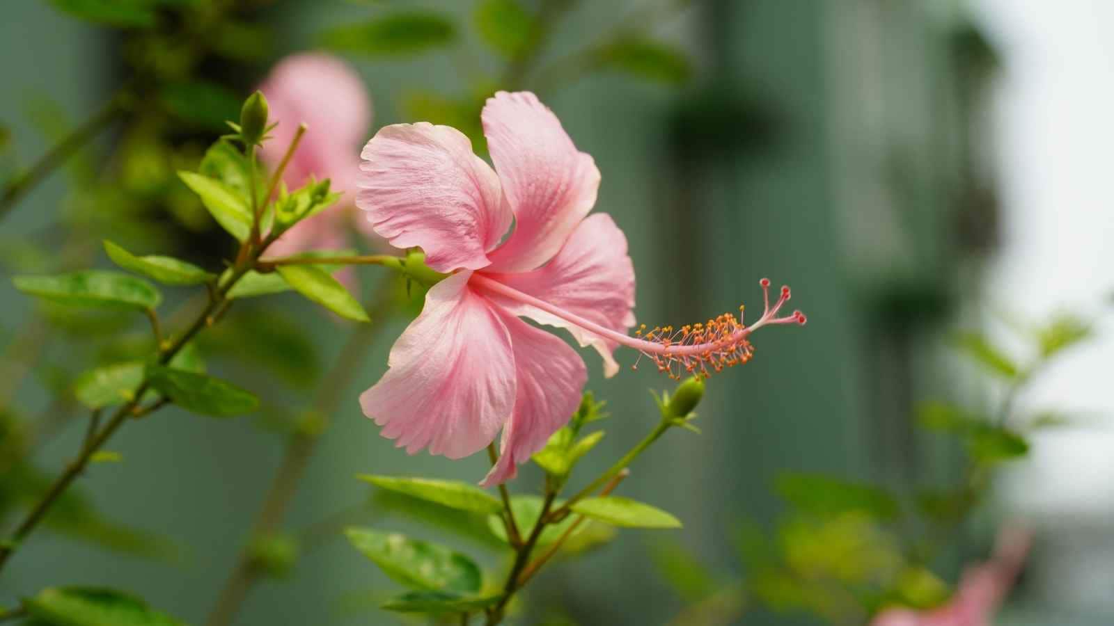 Remove Dry Flowers and Watch for Pests: Pluck faded flowers regularly so the plant can focus on producing new buds. Also inspect the leaves for pests like aphids and mealybugs, and treat them with natural solutions such as neem oil if required. Remove Dry Flowers and Watch for Pests: Pluck faded flowers regularly so the plant can focus on producing new buds. Also inspect the leaves for pests like aphids and mealybugs, and treat them with natural solutions such as neem oil if required.