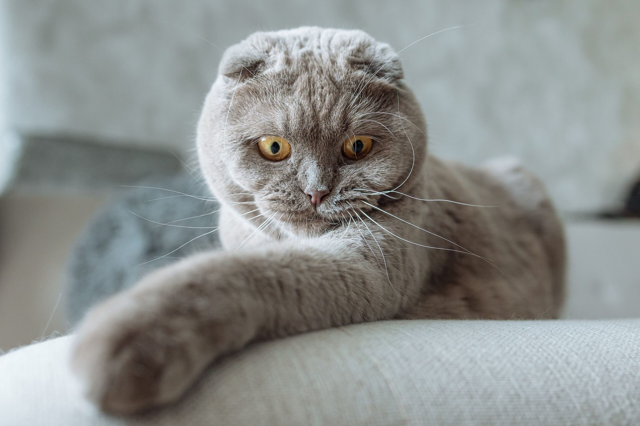 Scottish Fold: Its most distinctive feature is its folded ears, which give the breed its signature round-faced, almost owl-like look.