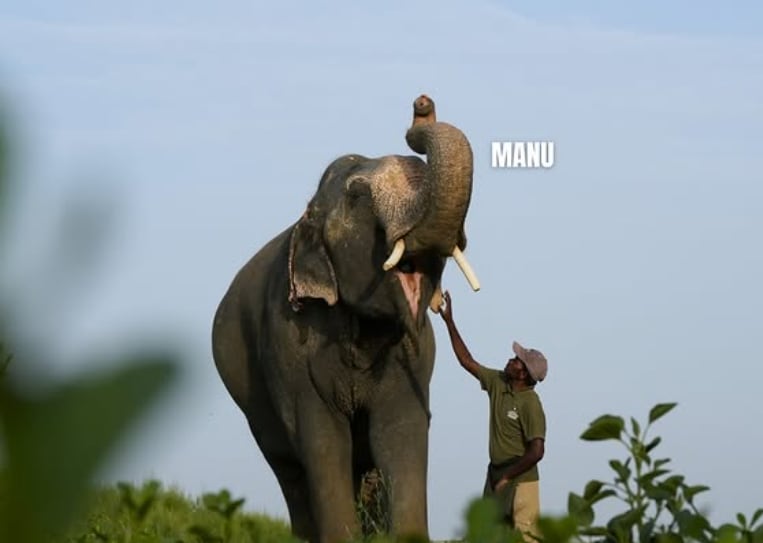 On World Elephant Day, the hospital and rehabilitation centre serve as a reminder that conservation is not only about protecting elephants in forests; it is also about giving rescued animals the medical care, space, dignity and freedom they were denied for years.