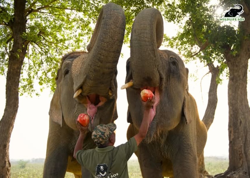 From Concrete Pavements To Open FieldsThe rehabilitation campus has been designed to give the elephants room to move and behave more naturally. The centre has open fields, trees for the elephants to scratch against, water pools for bathing and playing, and abundant vegetation. The ECCC and Elephant Hospital Campus are bordered by the Yamuna and surrounded by forested land. A lush green route leads the elephants towards the river, where they can spend time in the water. Regular baths, nutritious food, veterinary care and the freedom to walk without being forced to work form part of their new routine. 