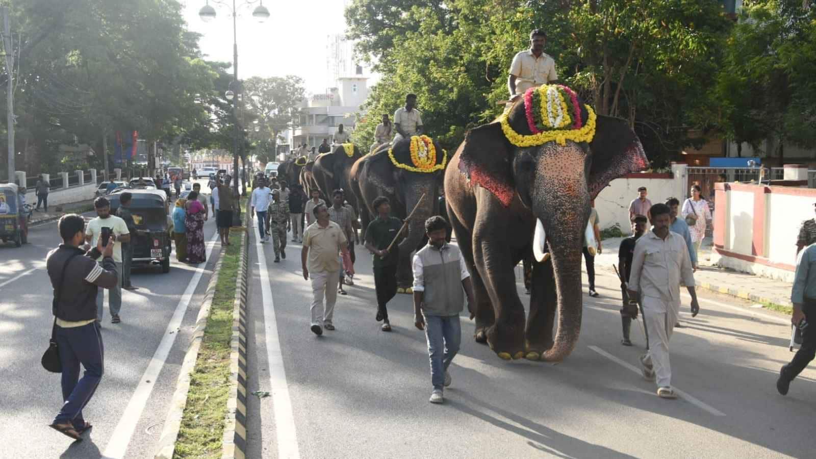 Howdaw Mysuru Dasara 2026: Tusker Srikanta Weighs 5,790 Kg - Will He Carry The ...
