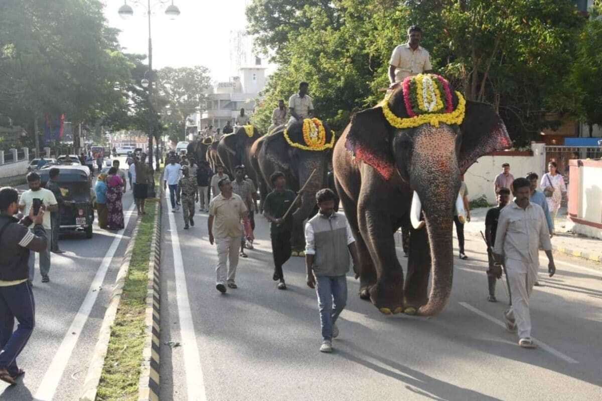 Mysuru Dasara 2026: Tusker Srikanta Weighs 5,790 Kg - Will He Carry The Golden Howdah?