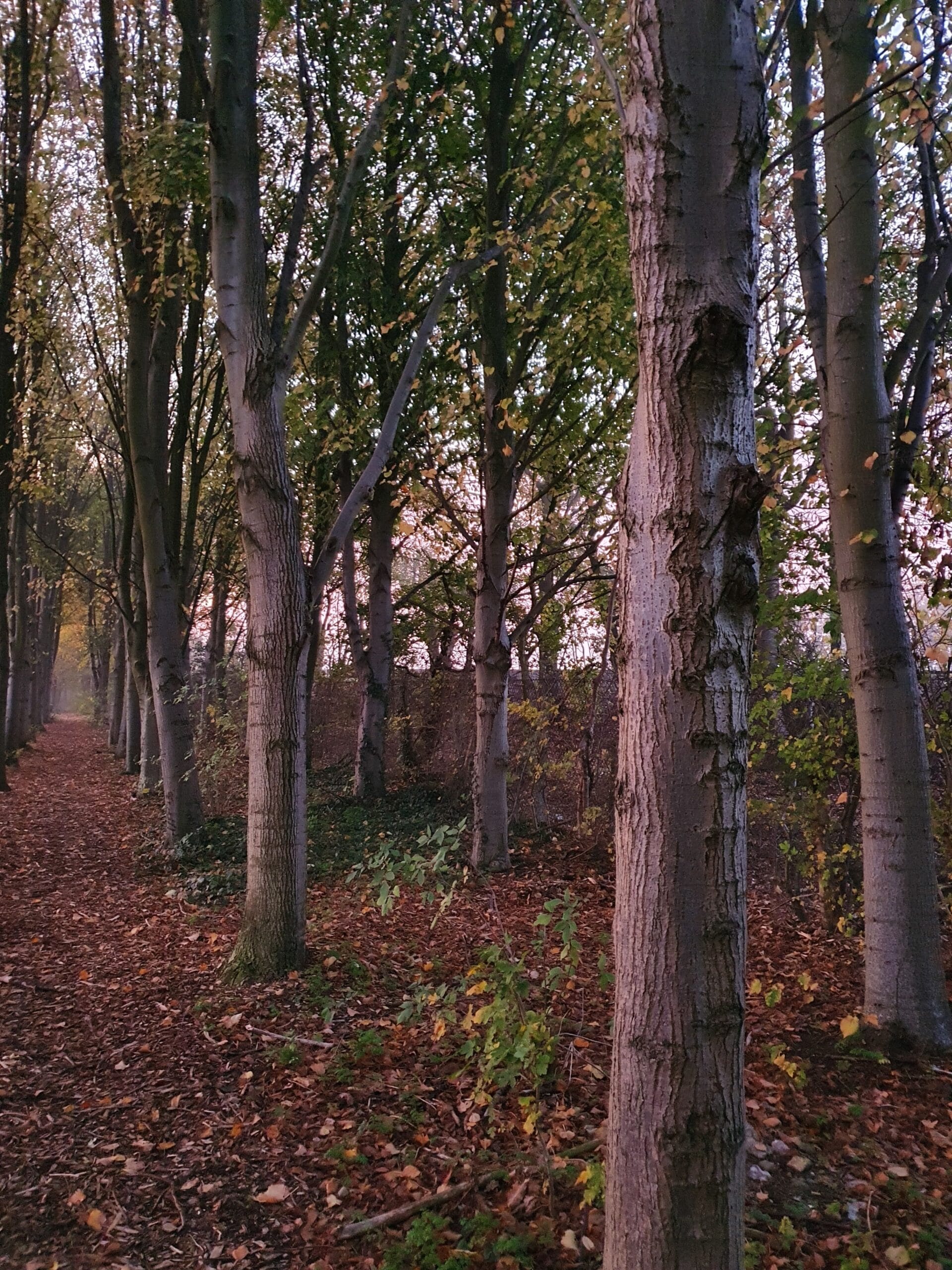 Have you ever shared good news, only to immediately knock on a wooden table or whisper "touch wood"? This practice is followed around the globe no matter which part of the world you belong to or which religion you follow. (Image: Pexels)