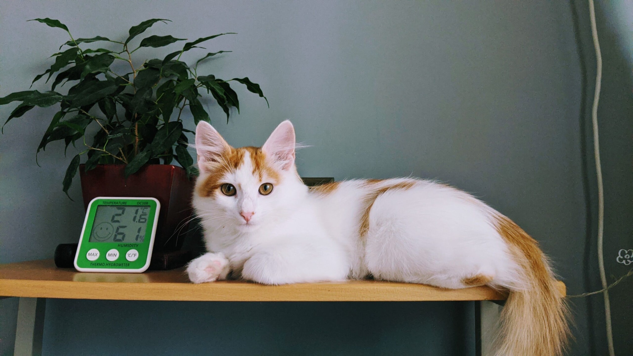 Turkish Van: The Turkish Van is recognised for its mostly white coat with coloured markings around the head and tail. Its striking pattern makes it easy to identify.