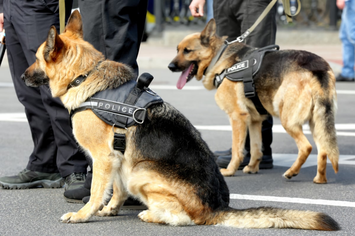 ‘Dog Doesn’t Know He Is Retired’: Maharashtra CM’s Move To Keep Retired Police Dogs With Force Wins Praise Online