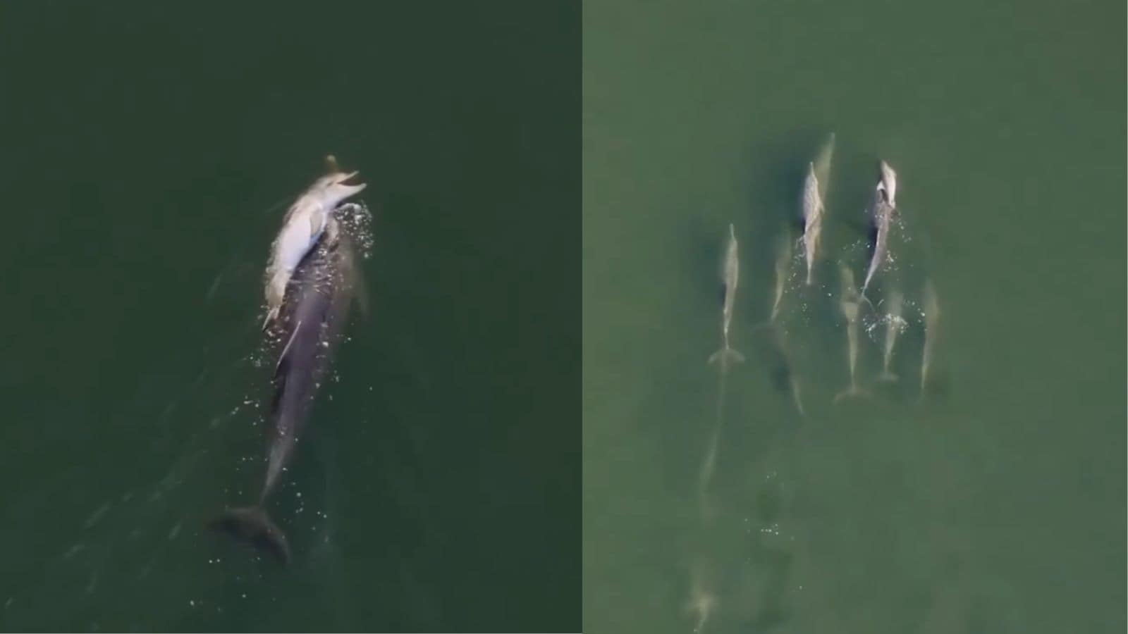‘Grieving For Her Child’: Dolphin Carries Dead Calf For Days As Pod Stays Close By | Watch