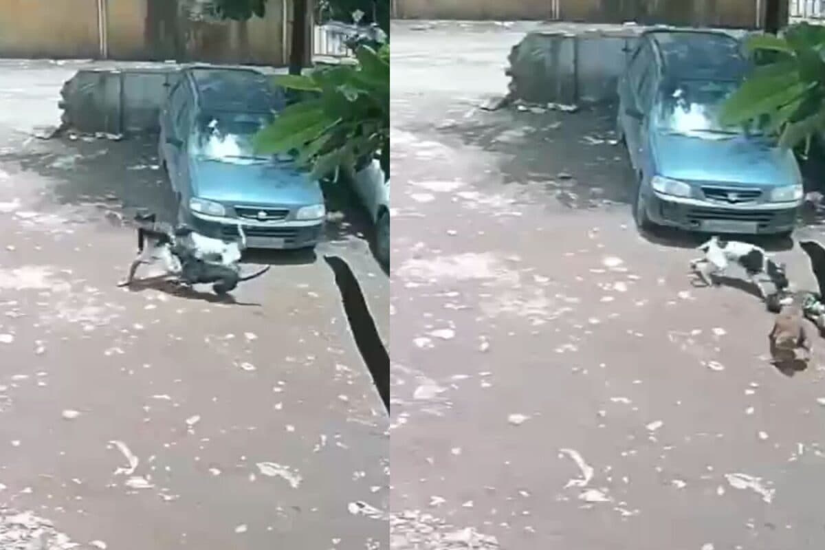 On Cam: Four-Year-Old Pune Girl Attacked By Seven Stray Dogs, Rescued By Locals