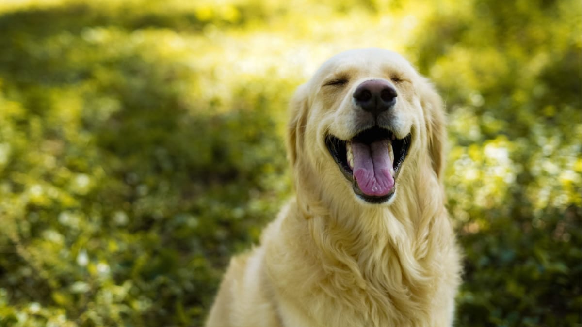 10 Most Playful Dog Breeds That Love Being Around People