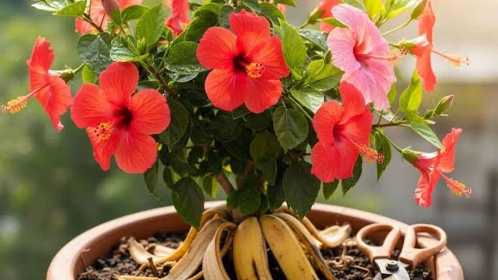 Use Banana Peel as a Natural Fertilizer: Banana peels are a natural source of potassium, which plays an important role in flowering. Dry and crush the peels or compost them before mixing them into the soil to give your hibiscus an extra nutrient boost. Use Banana Peel as a Natural Fertilizer: Banana peels are a natural source of potassium, which plays an important role in flowering. Dry and crush the peels or compost them before mixing them into the soil to give your hibiscus an extra nutrient boost.