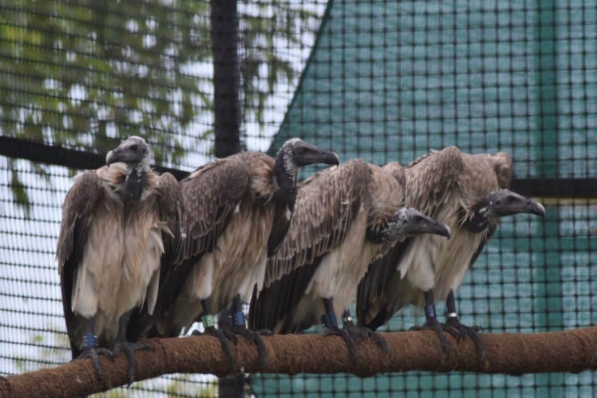 Assam Releases Ten More Captive-Bred, Critically-Endangered Vultures Into The Wild