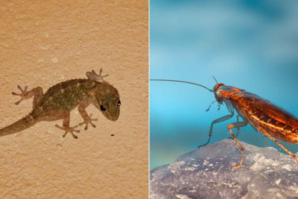 Rainy Season Pest Trouble? Try These Home Remedies For Cockroaches And Lizards