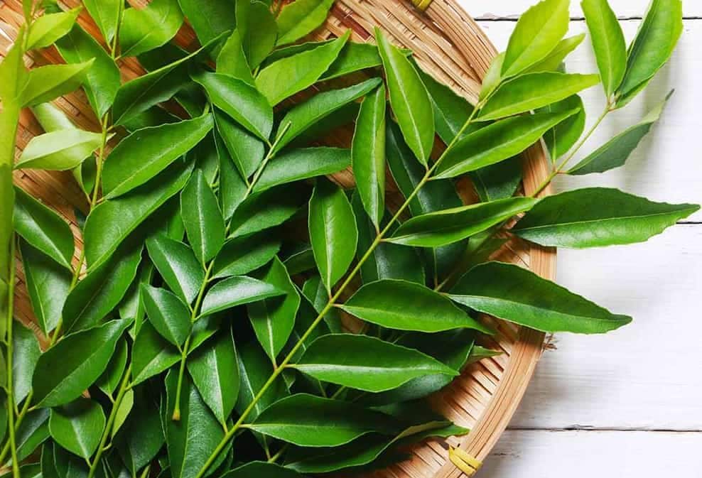 A healthy metabolism is important for effective blood sugar management. Curry leaves provide antioxidants and other plant compounds that may support metabolic health. However, they should be considered a dietary addition rather than a diabetes treatment.
