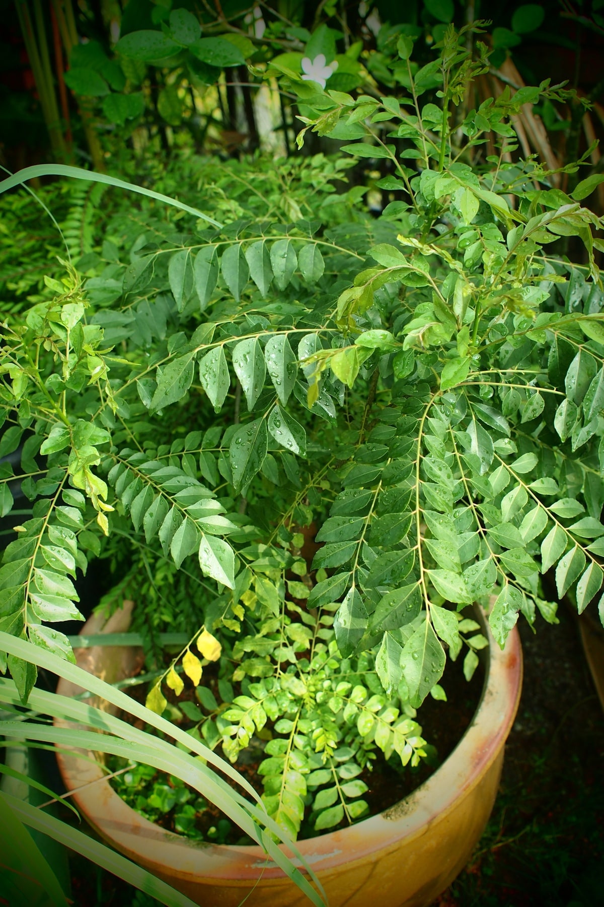 Fresh curry leaves can be washed thoroughly and eaten or added to everyday meals, chutneys and preparations. Some people prefer consuming a few leaves in the morning, but there is no medically established quantity for controlling diabetes.