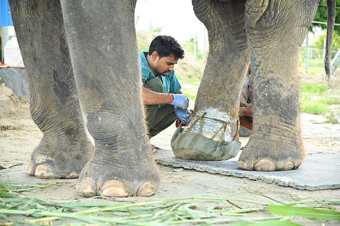 A Hospital Built Around Elephant-Sized NeedsTreating an elephant is vastly different from treating a conventional domestic animal, and the hospital has been designed accordingly. Its facilities include wireless digital radiology, an in-house pathology laboratory, laser therapy, a medical hoist and a digital weighing scale. There is also a protected-contact restraining device, quarantine enclosures and a treatment pen. These facilities allow veterinarians to conduct diagnostic tests, manage injuries and illnesses and safely care for elephants who may have limited mobility or require extended medical supervision. 
