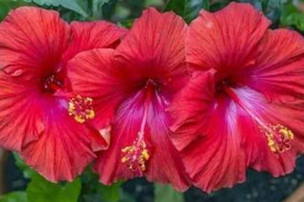Hibiscus Not Blooming? Your Plant Could Be Missing This Simple Gardening Secret