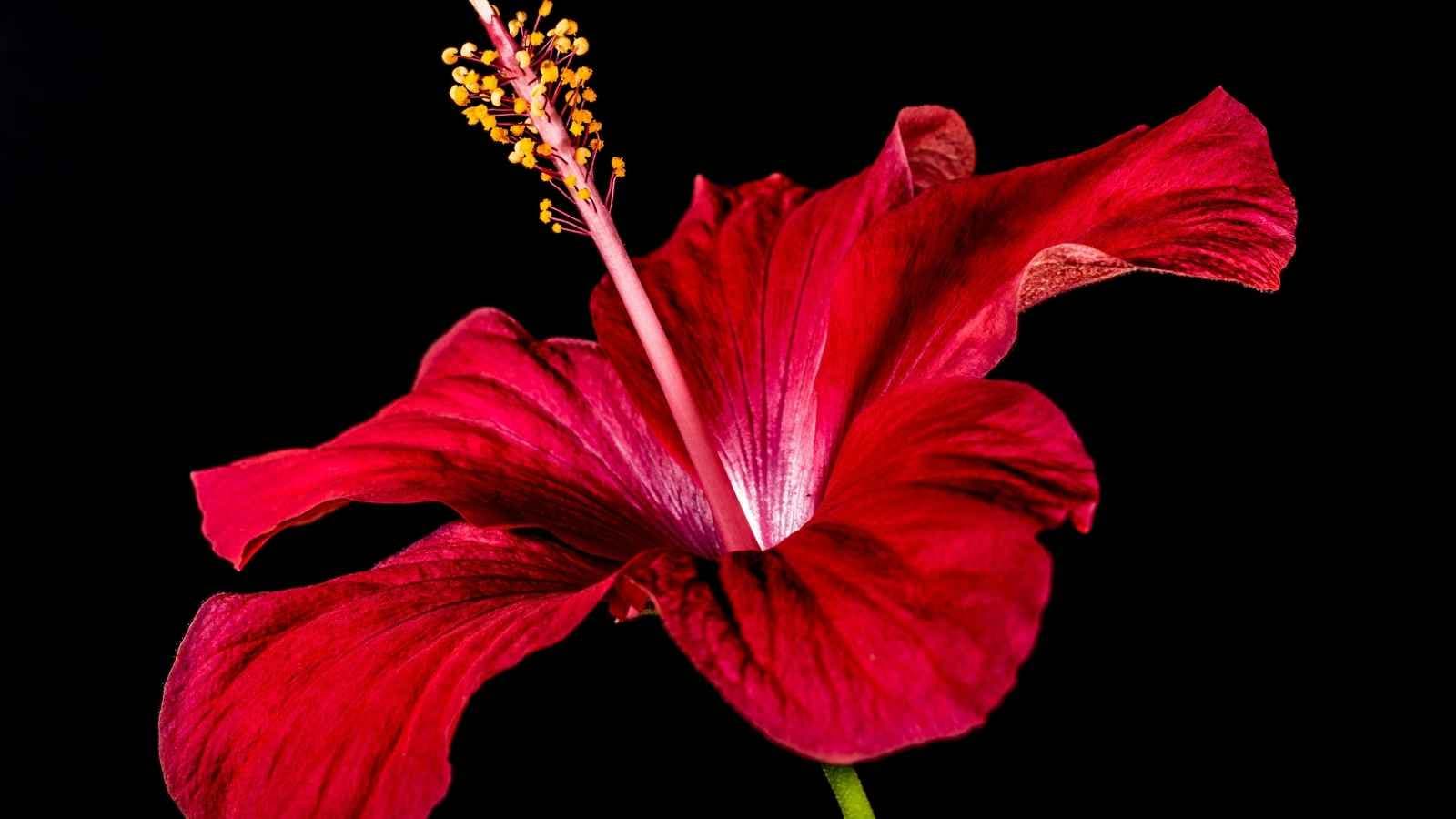 Add Organic Compost Regularly: Feed your hibiscus with organic compost, vermicompost, or well-decomposed manure every few weeks. These natural fertilizers improve soil fertility and provide nutrients that support healthy growth and encourage the development of more flower buds. Add Organic Compost Regularly: Feed your hibiscus with organic compost, vermicompost, or well-decomposed manure every few weeks. These natural fertilizers improve soil fertility and provide nutrients that support healthy growth and encourage the development of more flower buds.
