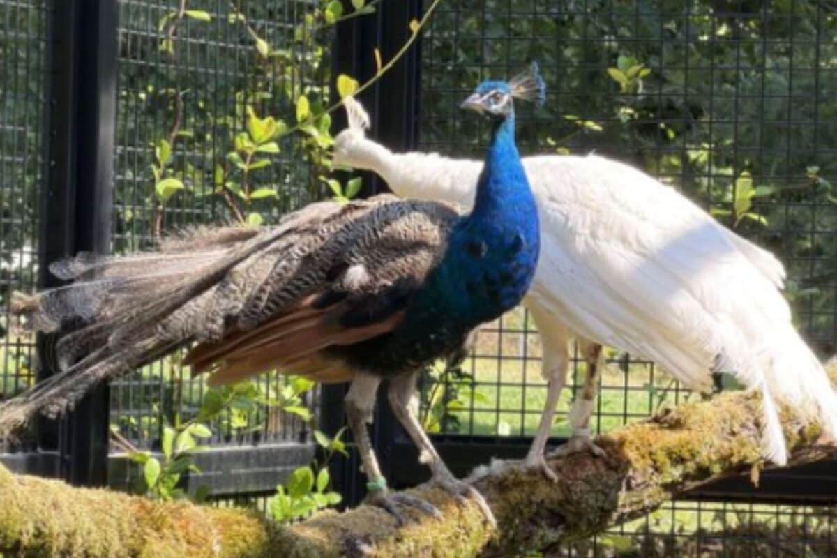 India Gifts 5 Peacocks To UN 45 Years After Indira Gandhi Last Sent Them: Here's Why