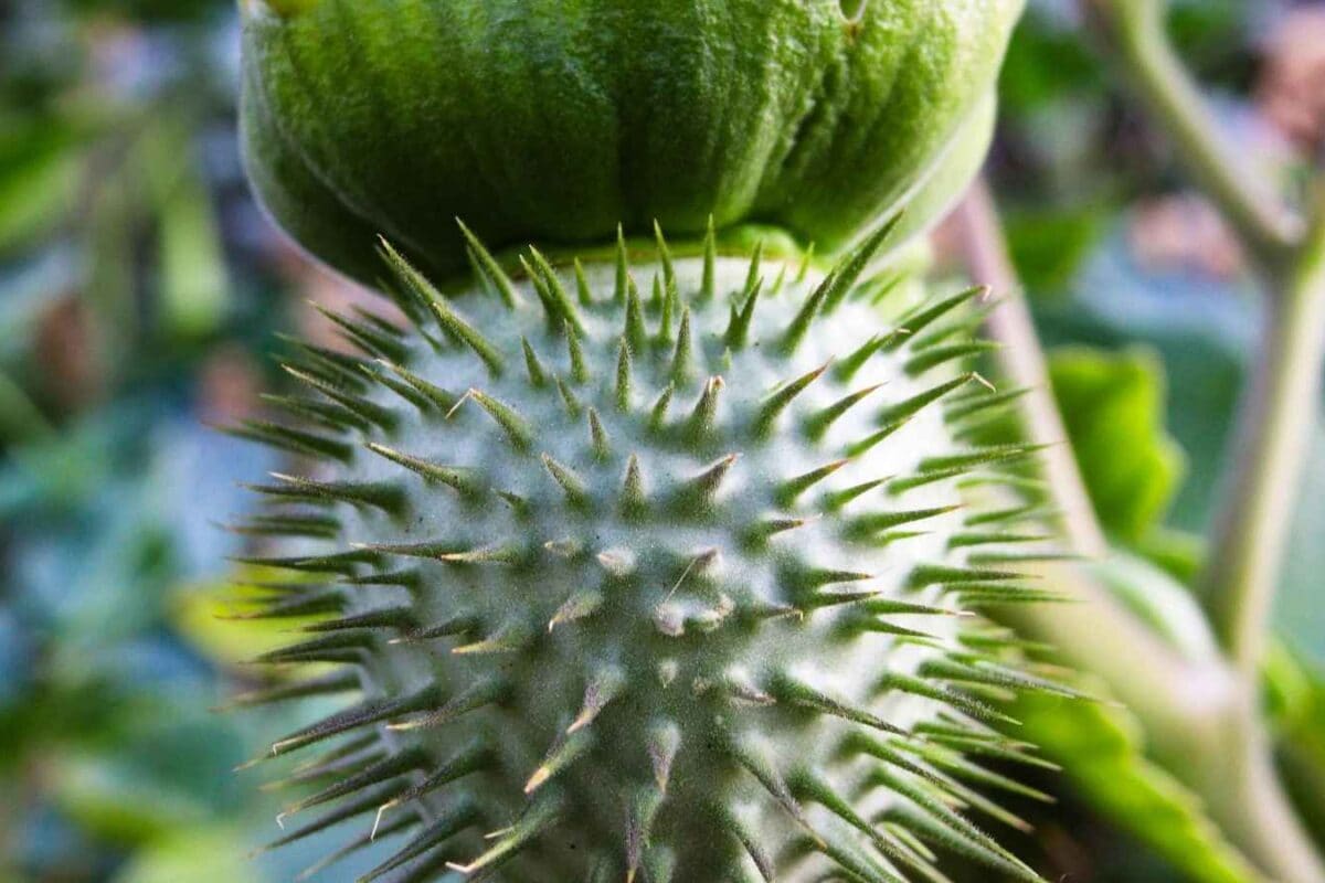 Datura Health Uses: Can This Toxic Plant Have Medicinal Benefits?