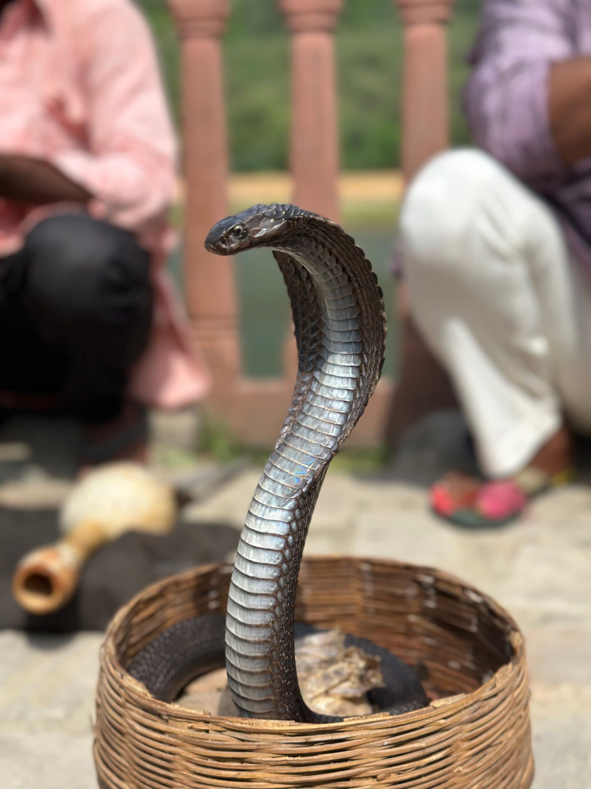 Do not throw stones at the snake, poke it with a stick or pour chemicals on it in an attempt to make it leave. Such actions can provoke a defensive response and increase the risk of a bite. If it can be done safely from a distance, a photograph may help trained rescuers identify the snake, but never move closer simply to get a picture. Instead, isolate the area if possible and contact the local Forest Department, authorised wildlife rescue team or a trained snake rescuer.
