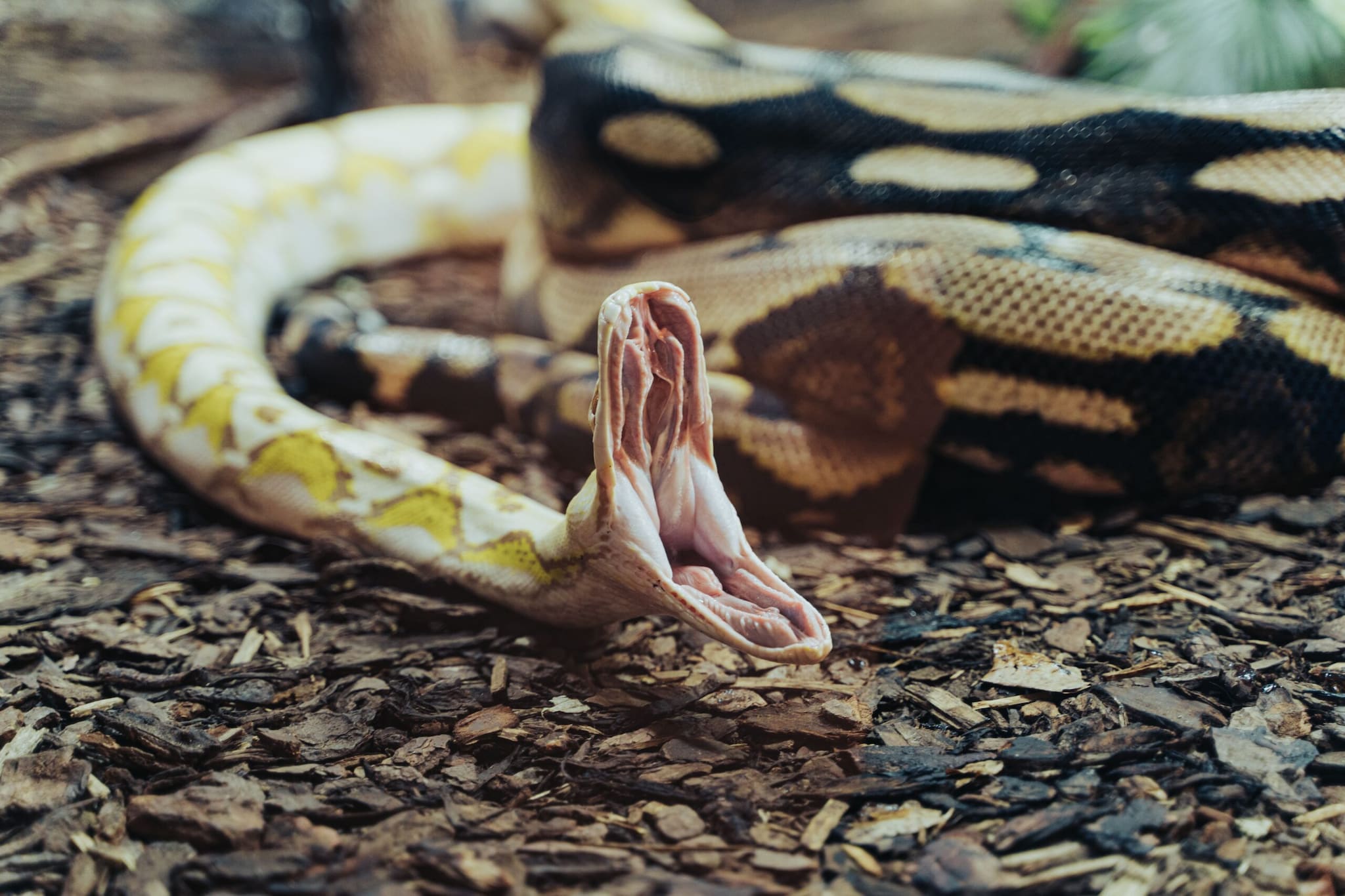 If someone is bitten, the priority is getting them to a medical facility as quickly as possible. Do not wait for symptoms to become severe and do not rely on traditional remedies or attempt to cut the wound, suck out venom or use other unproven treatments. Keep the person as calm and still as possible while arranging emergency medical care. Anti-snake venom can be lifesaving when indicated, while hospitals can also provide respiratory support and other emergency treatment when venom affects the nervous system, muscles, blood pressure or heart.