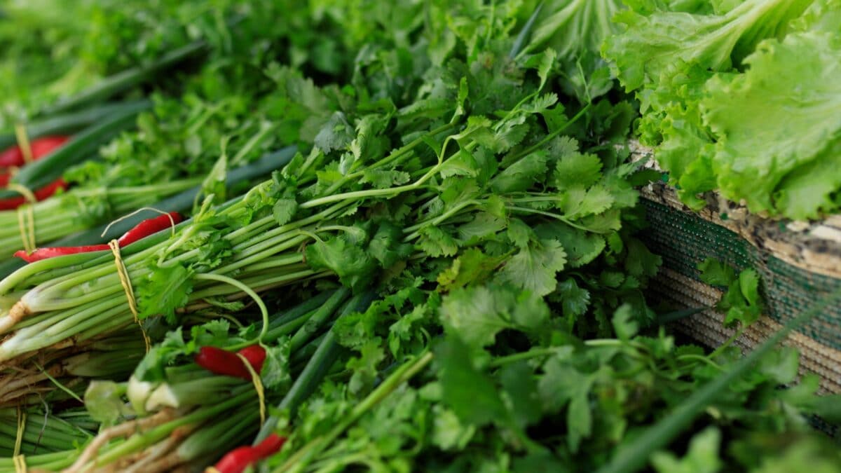 A Guide To Grow Coriander In Pots During Monsoon In 5 Easy Steps