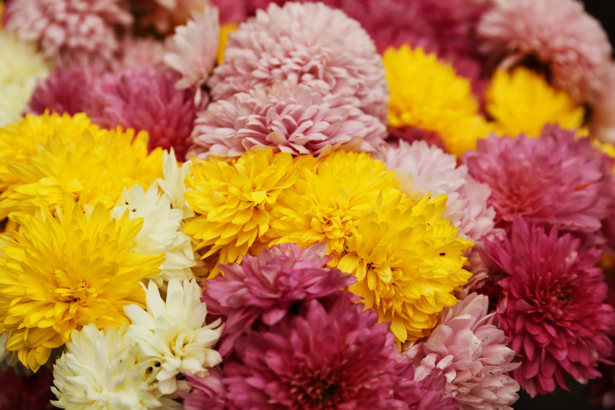 Onam 2026: From Marigold To Jasmine, 10 Flowers Used In Traditional Pookalam Onam 2026: From Marigold To Jasmine, 10 Flowers Used In Traditional Pookalam