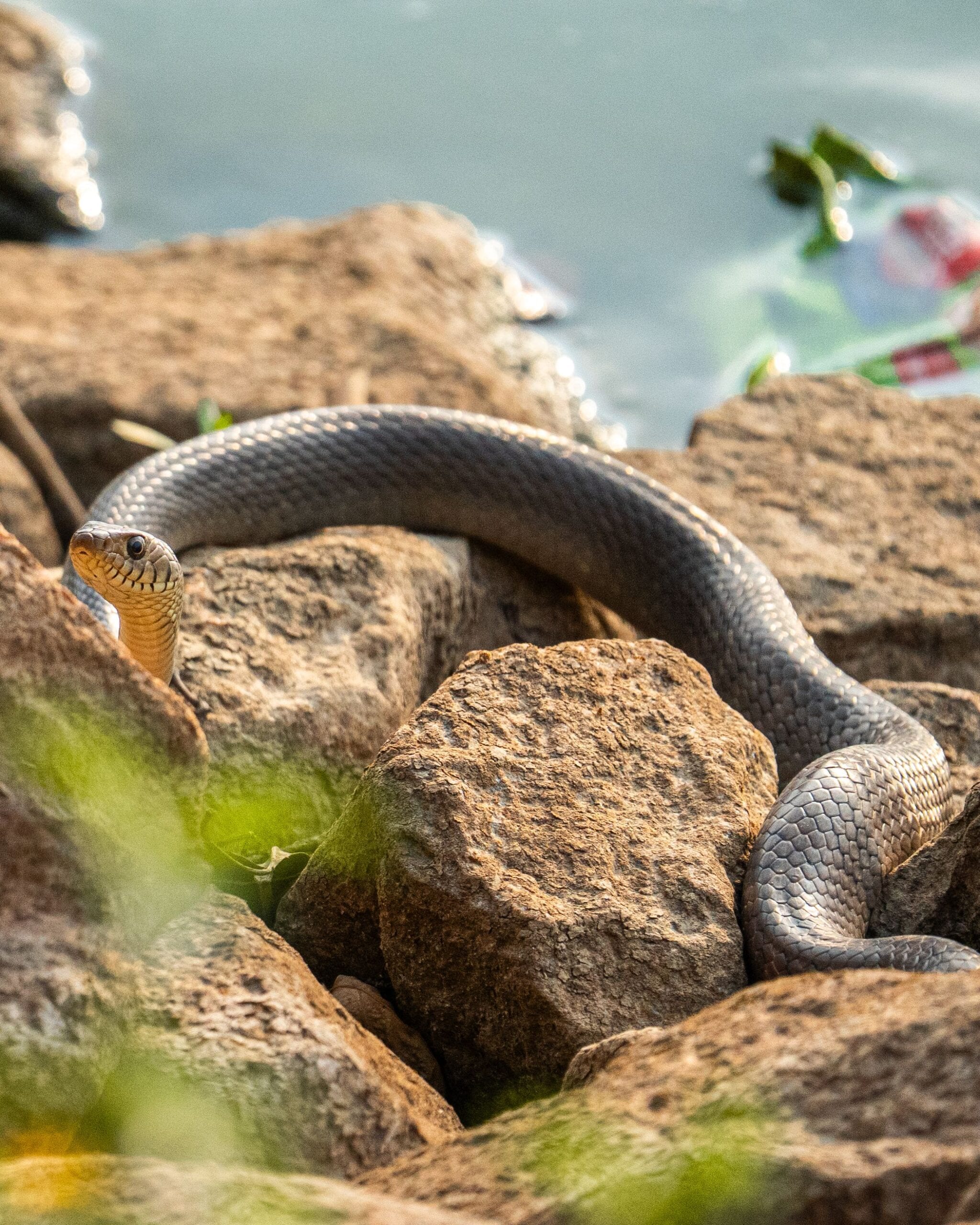 The best protection is to make your surroundings less inviting to snakes. Keep the area around the house free from rubbish, long grass, piles of wood and unnecessary clutter, and seal cracks and openings wherever possible. If you find a snake inside, do not attempt to become a rescuer yourself. Keep children, older people and pets away, maintain a safe distance and avoid touching, chasing, hitting or killing the animal.