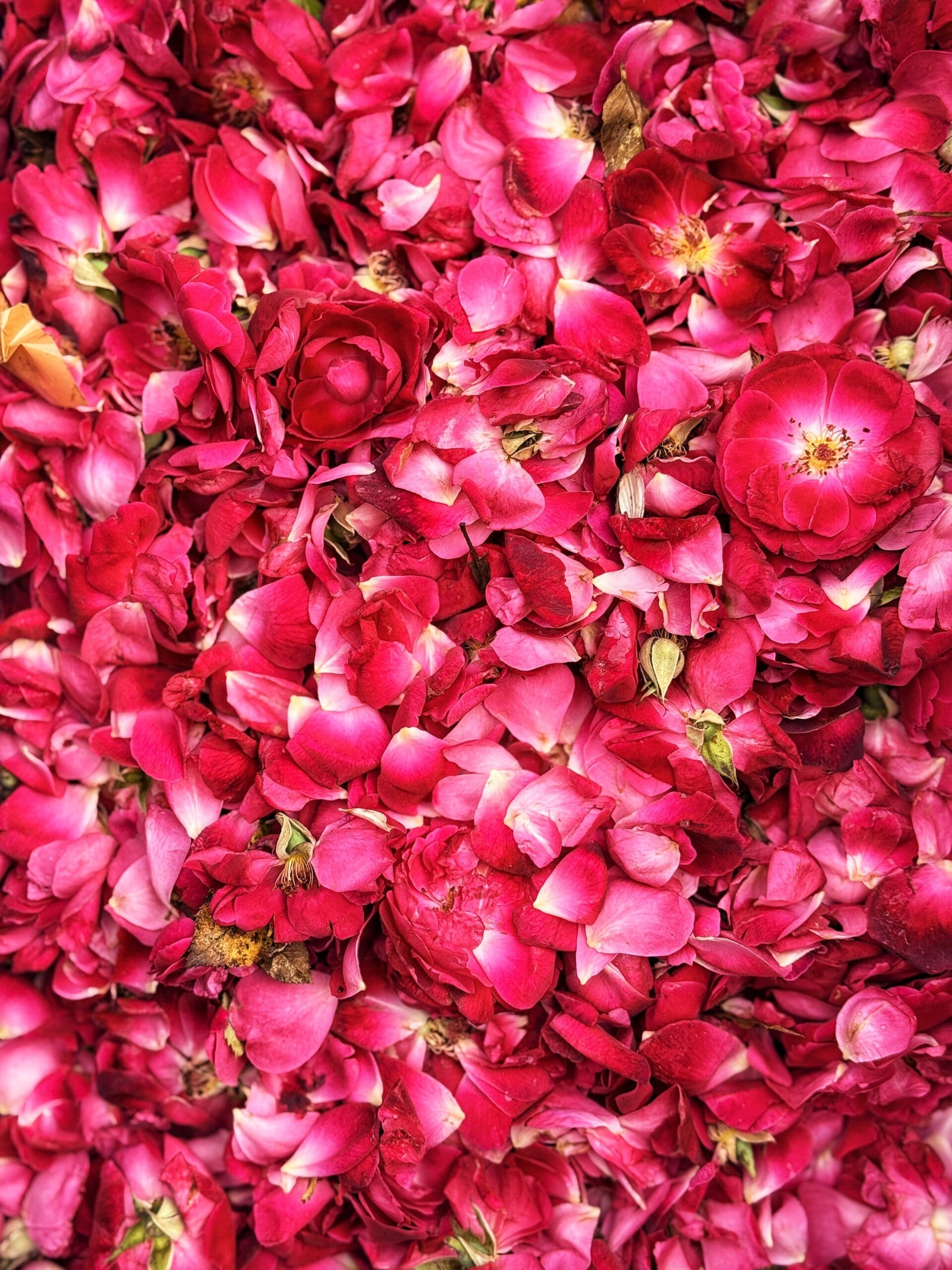 Onam 2026: From Marigold To Jasmine, 10 Flowers Used In Traditional Pookalam Onam 2026: From Marigold To Jasmine, 10 Flowers Used In Traditional Pookalam