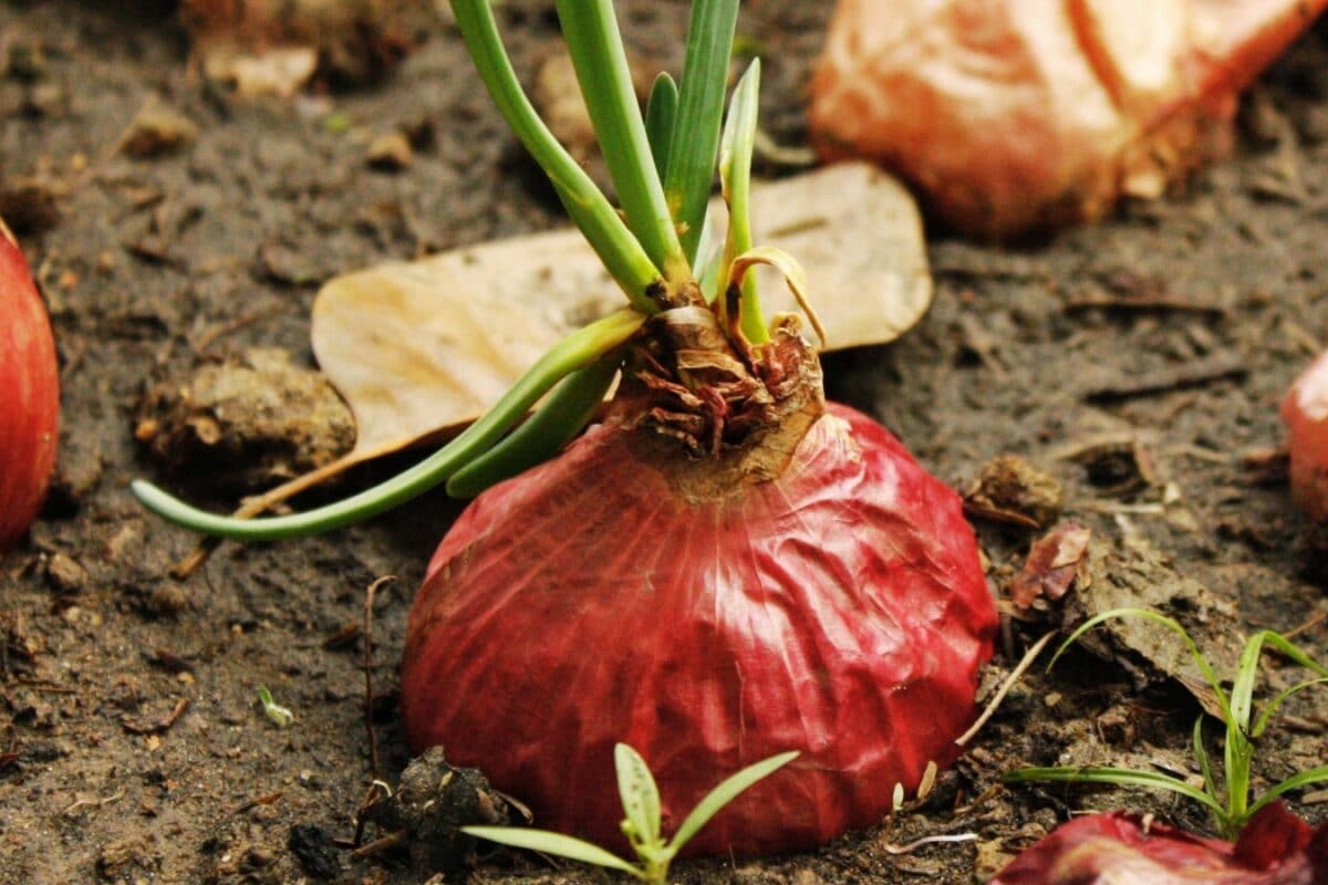 Never Run Out Of Onions For Cooking: A Guide To Grow Perfect Onions In A Pot At Home