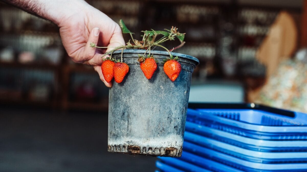 Want To Grow Your Favourite Fruits? 5 Fruits That Happily Grow In Pots In An Apartment
