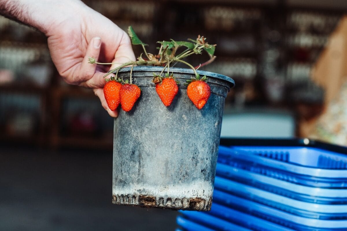 Want To Grow Your Favourite Fruits? 5 Fruits That Happily Grow In Pots In An Apartment