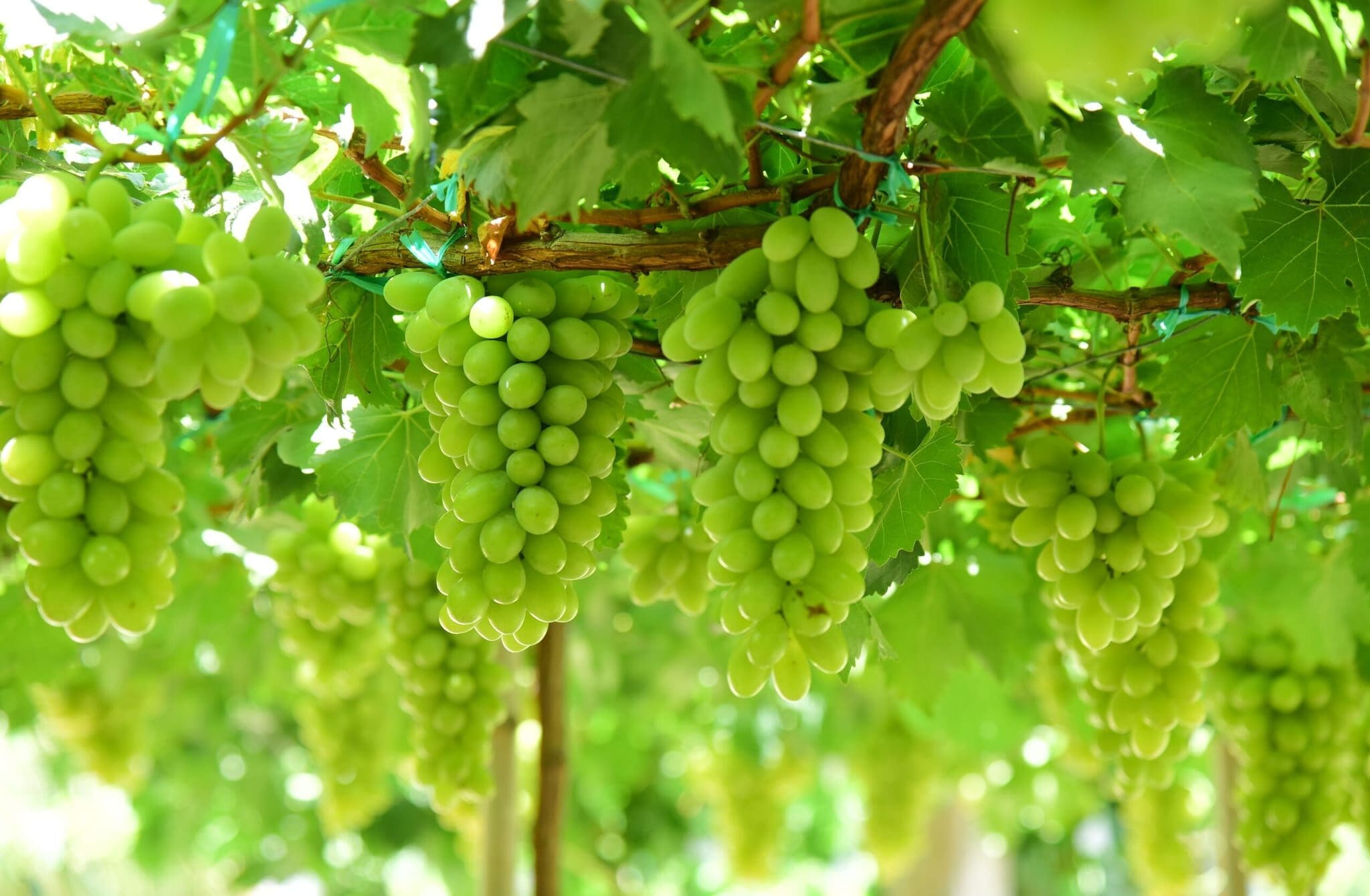 Grapes: Grapes are loaded with high levels of acid and sugar. Eating grapes on an empty stomach stimulates excessive acid production in your gut, which can irritate the stomach lining, cause acute nausea, and result in loose stools or sudden diarrhea.