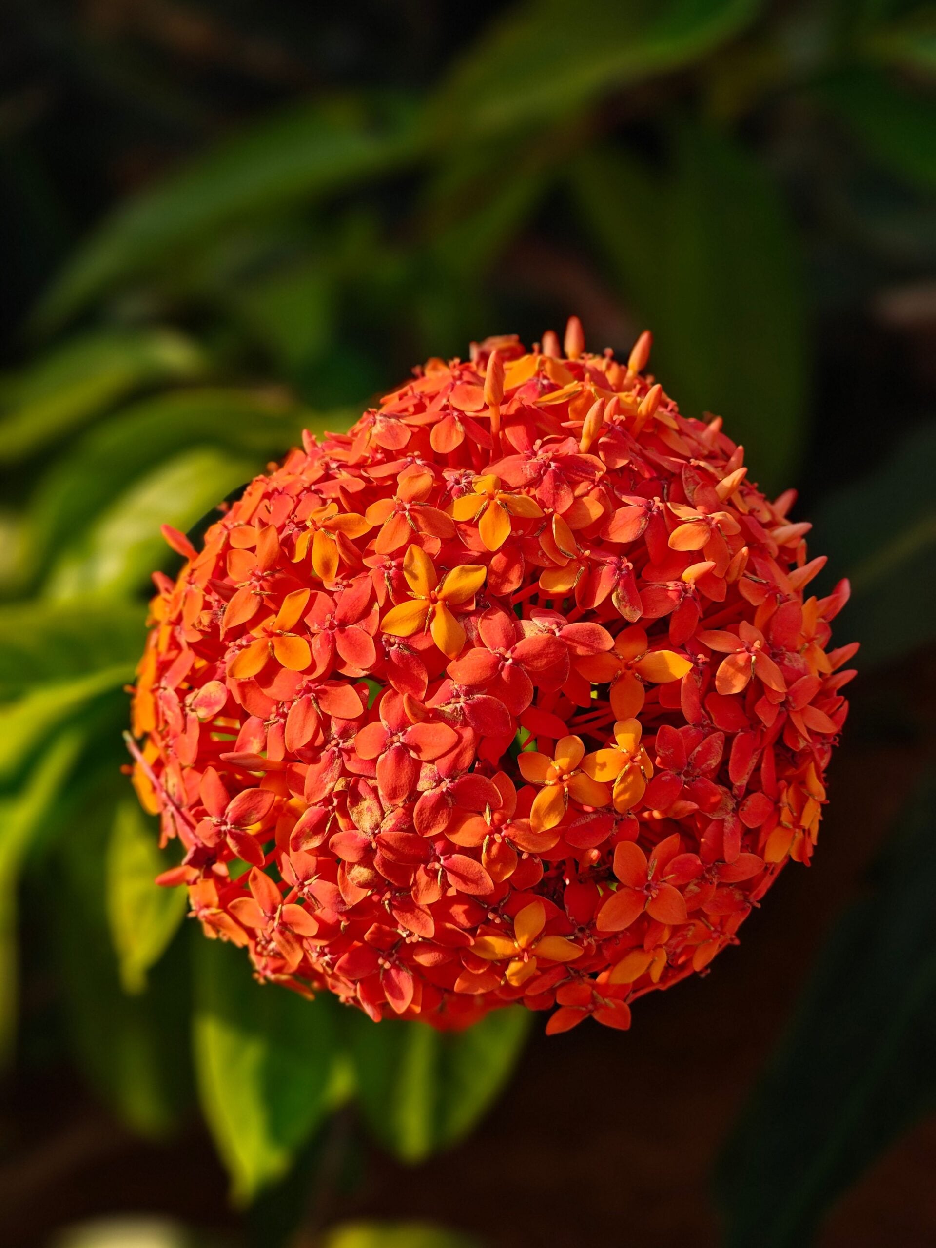 Onam 2026: From Marigold To Jasmine, 10 Flowers Used In Traditional Pookalam Onam 2026: From Marigold To Jasmine, 10 Flowers Used In Traditional Pookalam