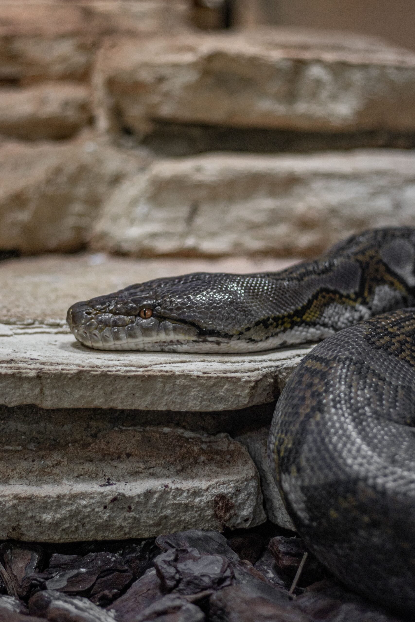 A snakebite nearly turned fatal for a woman in Madhya Pradesh after she was reportedly bitten five times in just two minutes. Radha Bai, a resident of Jheel Pipariya village in Narmadapuram district, was initially taken for traditional treatment instead of being rushed to a hospital. By the time she reached medical care, doctors said she had her eyes closed and was struggling to breathe, suggesting that the venom was already seriously affecting her body.