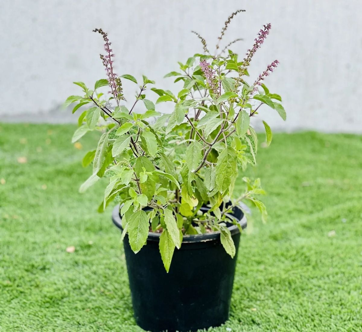 Tulsi contains antioxidants that may help protect cells from oxidative stress. Preliminary research has explored its potential effects on cholesterol, blood pressure and cardiovascular health. More human studies are needed before making firm claims about heart disease prevention.