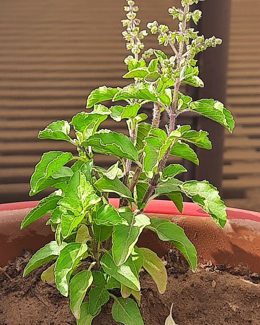 Disclaimer: This gallery is for general information only and does not replace professional medical advice; consult a qualified healthcare professional before using Tulsi regularly, especially if you take medicines or have an existing health condition.