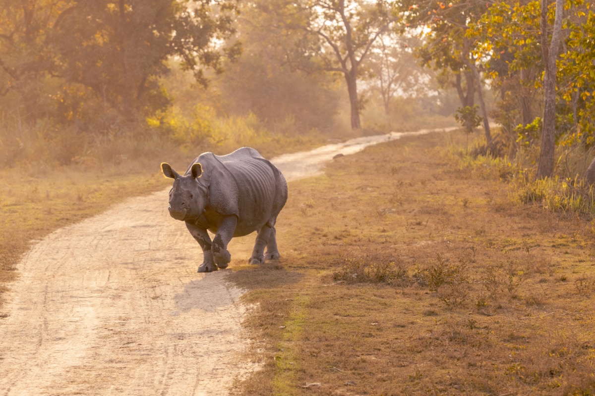 World Rhino Day: 8 National Parks In India To Spot Rhinos In Their Natural Habitat