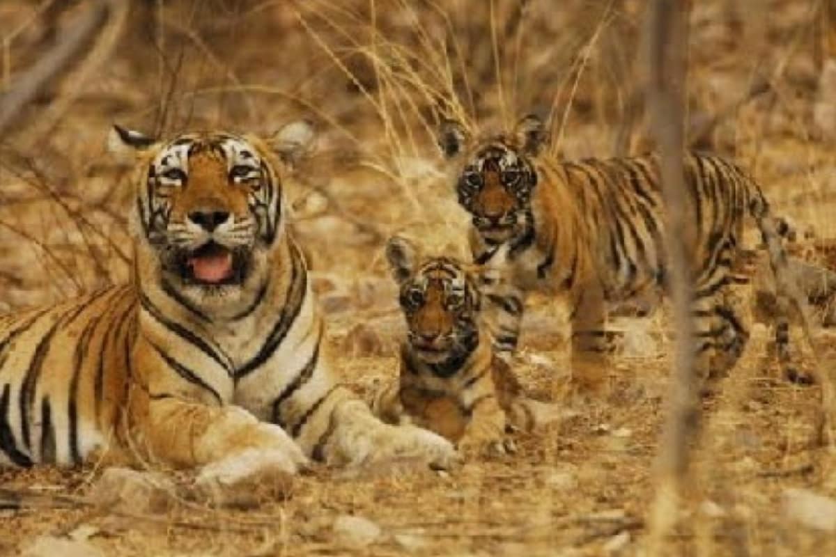 Chhattisgarh’s Indravati Tiger Reserve, Known For Its Rare Wildlife Sightings, Set To Reopen After 40 Years