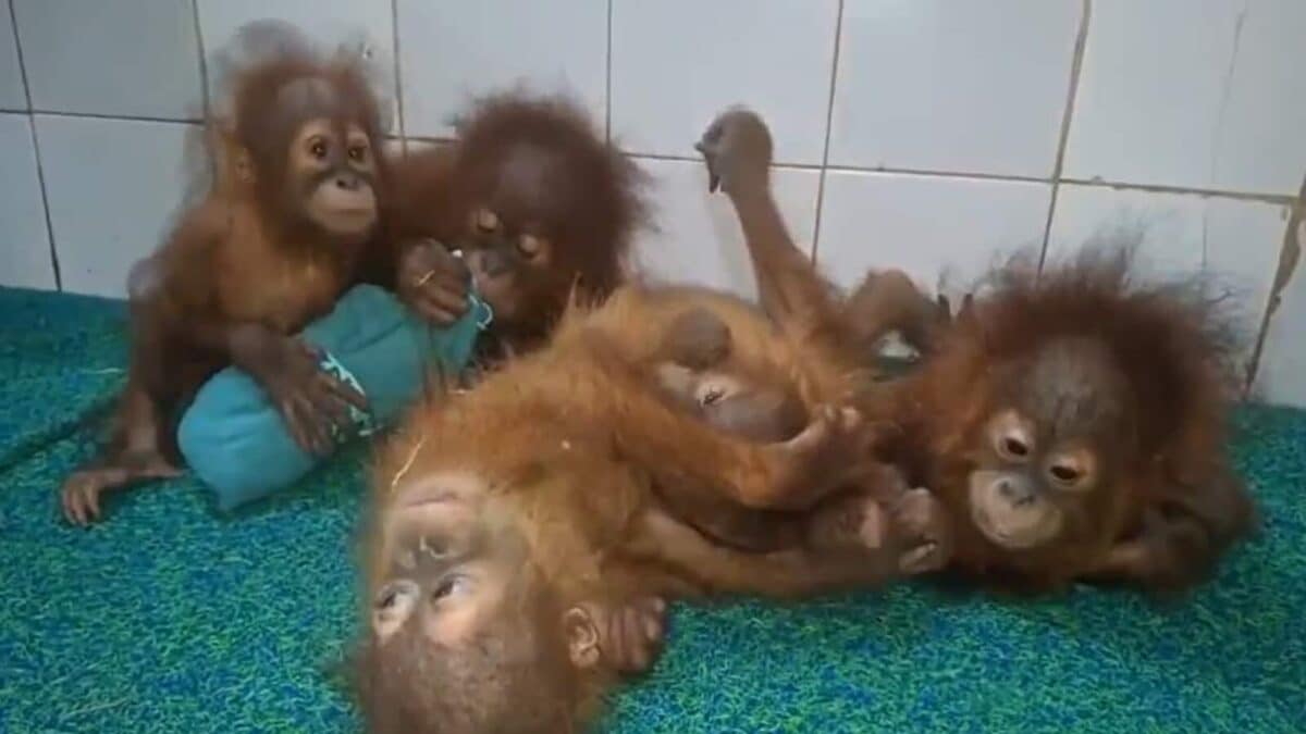 India, Indonesia Race To Repatriate 5 Baby Orangutans After Shocking Odisha Discovery