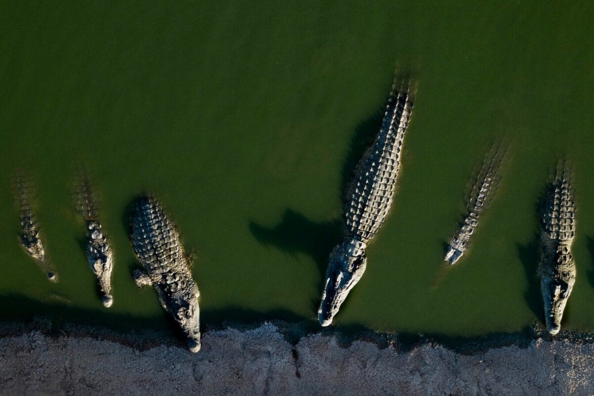 Canoeing With Crocodiles: Australia's 2032 Olympic Site Sparks 'Row'—And There Are 500 Fearsome Reasons